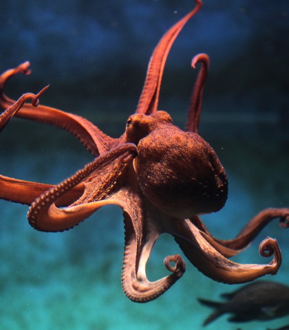 Some cephalopods can interfere with their own RNA