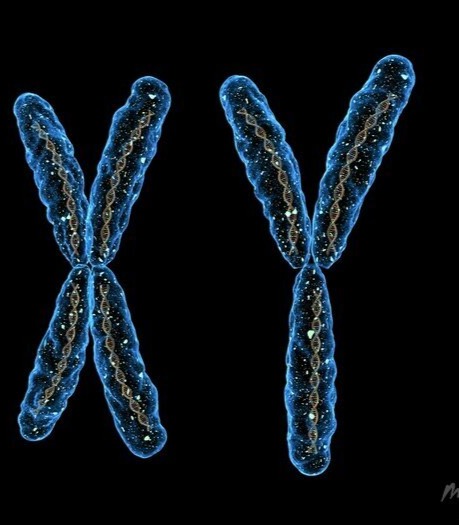 Deciphering the chromosome 25 years ago opened the door to treat hereditary diseases